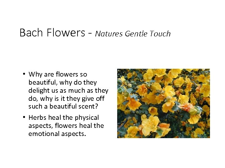 Bach Flowers - Natures Gentle Touch • Why are flowers so beautiful, why do