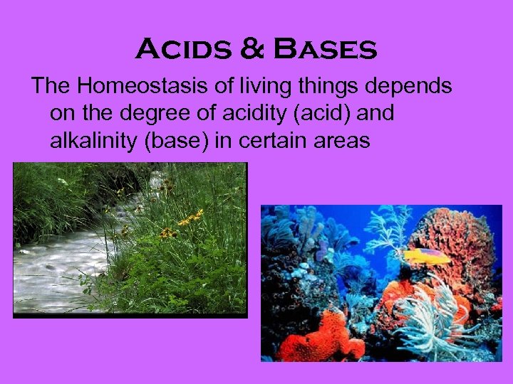 Acids & Bases The Homeostasis of living things depends on the degree of acidity