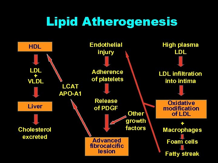 Lipid Atherogenesis HDL Endothelial injury High plasma LDL + VLDL Adherence of platelets LDL