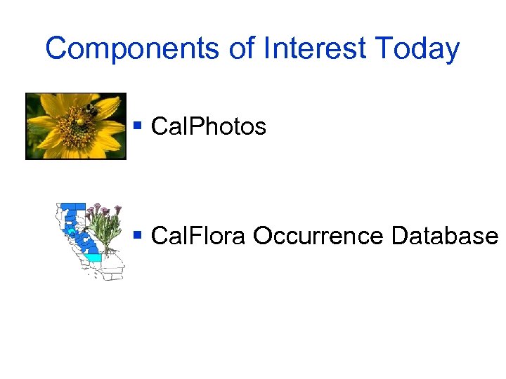 Components of Interest Today § Cal. Photos § Cal. Flora Occurrence Database 