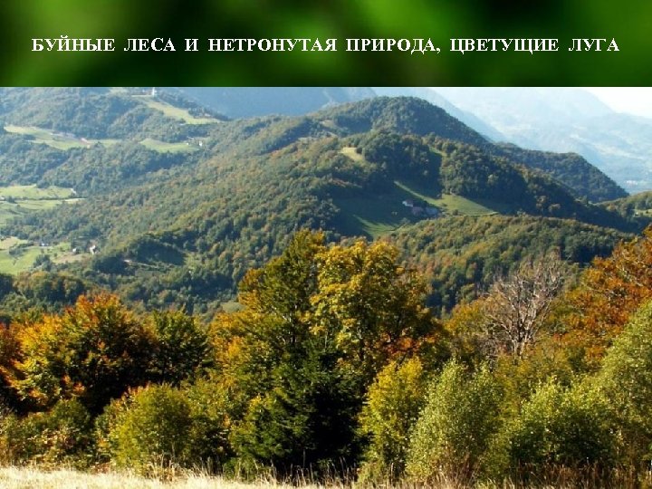 БУЙНЫЕ ЛЕСА И НЕТРОНУТАЯ ПРИРОДА, ЦВЕТУЩИЕ ЛУГА 