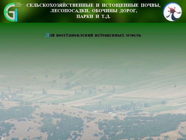 СЕЛЬСКОХОЗЯЙСТВЕННЫЕ И ИСТОЩЕННЫЕ ПОЧВЫ, ЛЕСОПОСАДКИ, ОБОЧИНЫ ДОРОГ, ПАРКИ И Т. Д. Для восстановления истощенных