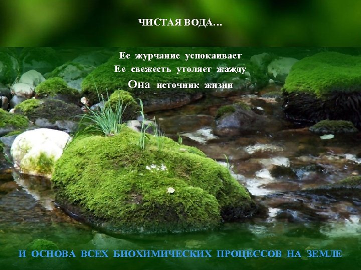 ЧИСТАЯ ВОДА… Ее журчание успокаивает Ее свежесть утоляет жажду Она источник жизни И ОСНОВА