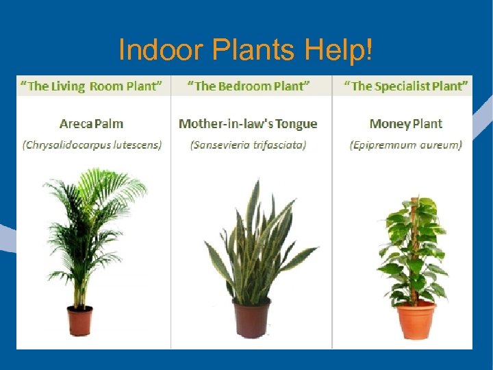 Indoor Plants Help! 
