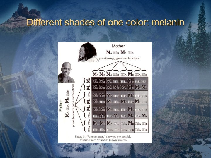 Different shades of one color: melanin 