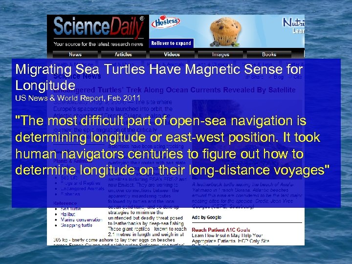 Migrating Sea Turtles Have Magnetic Sense for Longitude US News & World Report, Feb