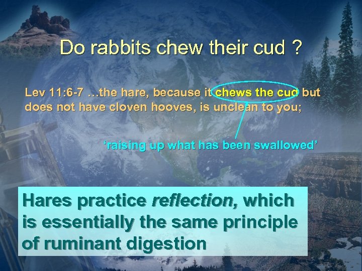 Do rabbits chew their cud ? Lev 11: 6 -7 …the hare, because it