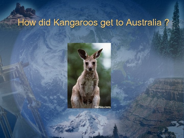 How did Kangaroos get to Australia ? 