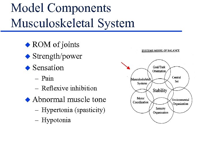 Model Components Musculoskeletal System u ROM of joints u Strength/power u Sensation – Pain