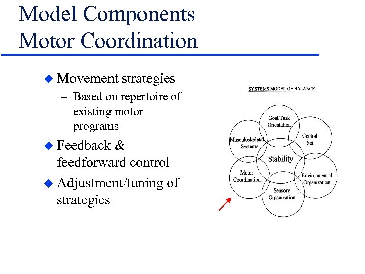 Model Components Motor Coordination u Movement strategies – Based on repertoire of existing motor