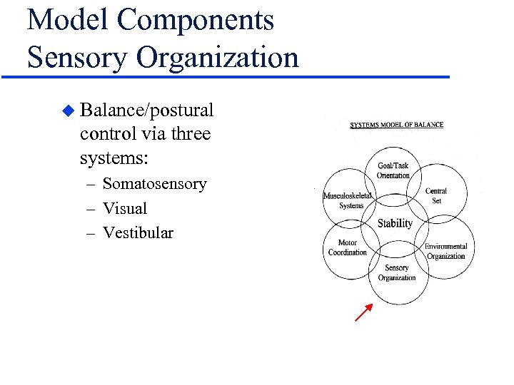 Model Components Sensory Organization u Balance/postural control via three systems: – Somatosensory – Visual