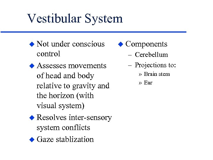 Vestibular System u Not under conscious control u Assesses movements of head and body