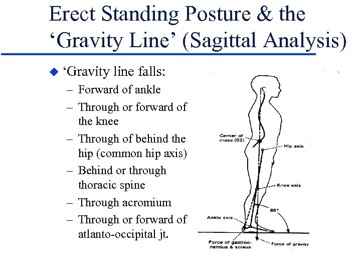 Erect Standing Posture & the ‘Gravity Line’ (Sagittal Analysis) u ‘Gravity line falls: –