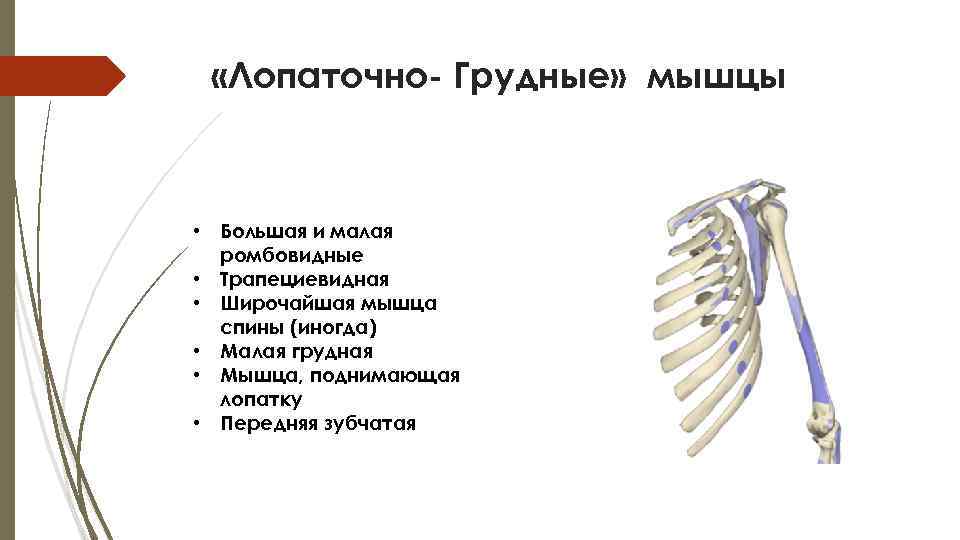  «Лопаточно- Грудные» мышцы • Большая и малая ромбовидные • Трапециевидная • Широчайшая мышца