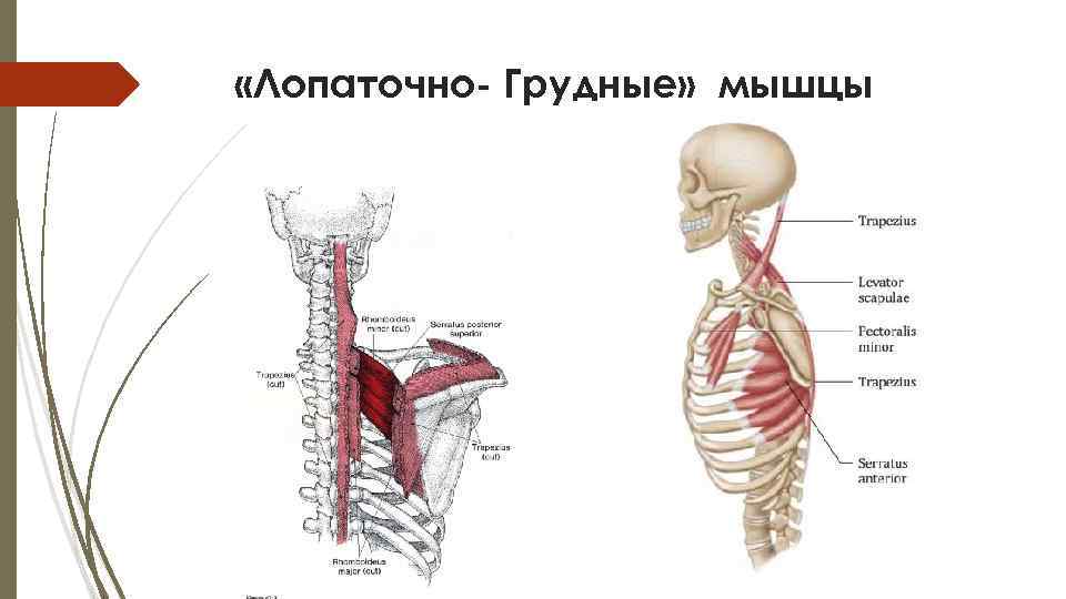  «Лопаточно- Грудные» мышцы 