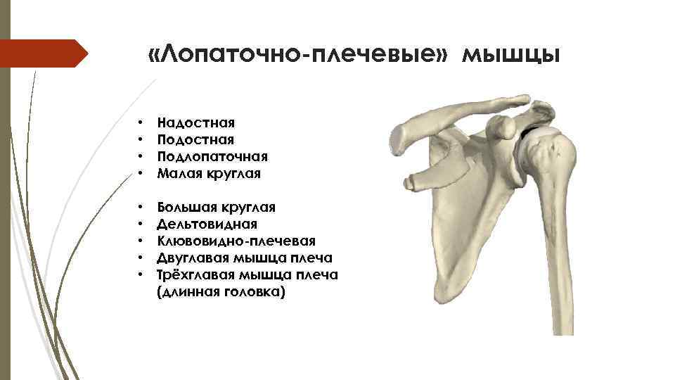 Подлопаточная область для прививки фото