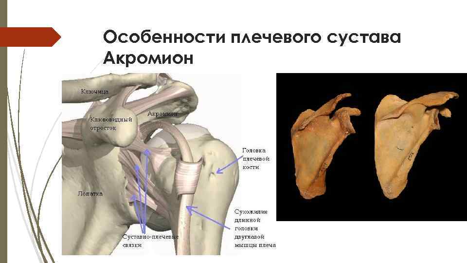 Особенности плечевого сустава Акромион 