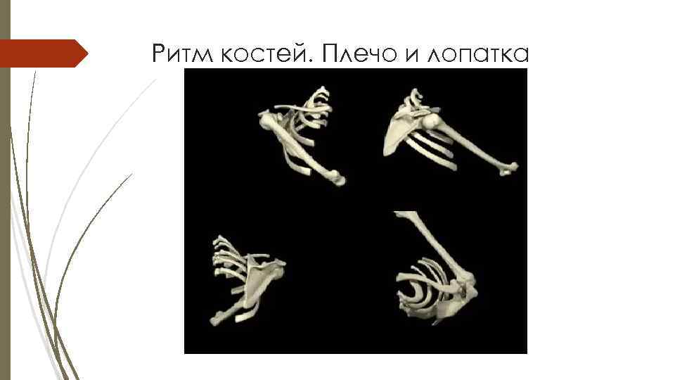 Ритм костей. Плечо и лопатка 