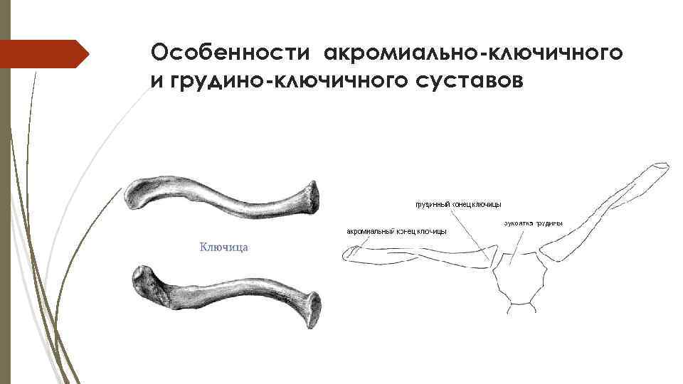 Особенности акромиально-ключичного и грудино-ключичного суставов 