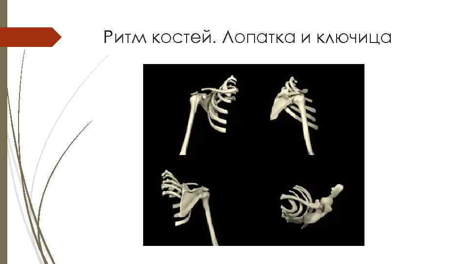 Ритм костей. Лопатка и ключица 