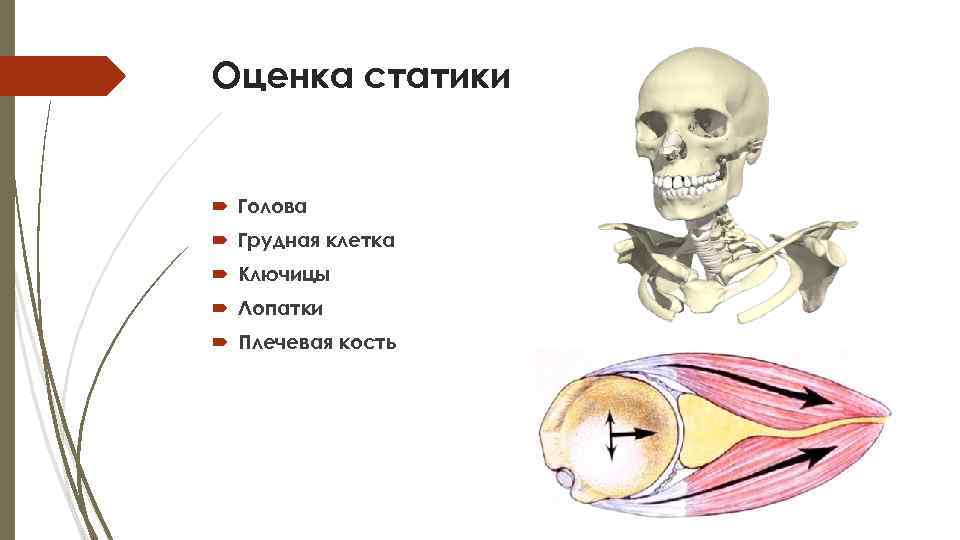 Оценка статики Голова Грудная клетка Ключицы Лопатки Плечевая кость 