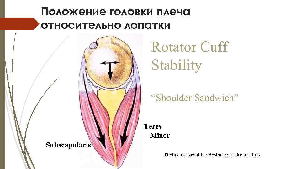 Положение головки плеча относительно лопатки Rotator Cuff Stability “Shoulder Sandwich” Teres Minor Subscapularis Photo