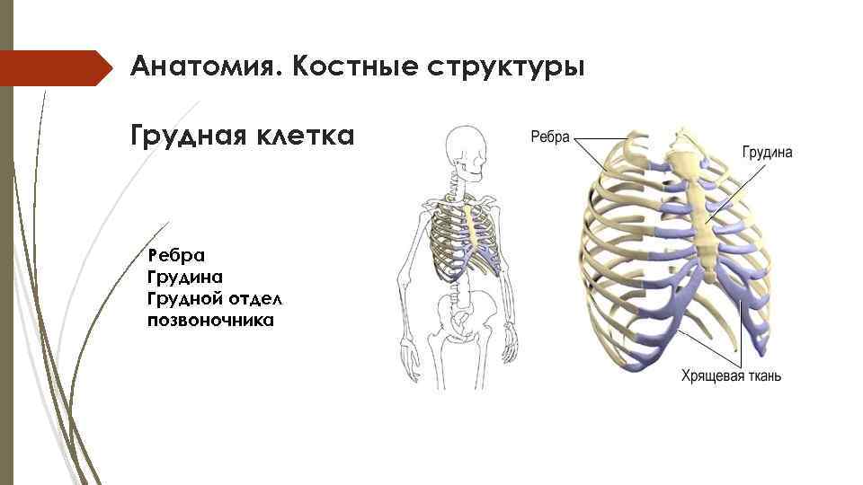 Анатомия. Костные структуры Грудная клетка Ребра Грудина Грудной отдел позвоночника 