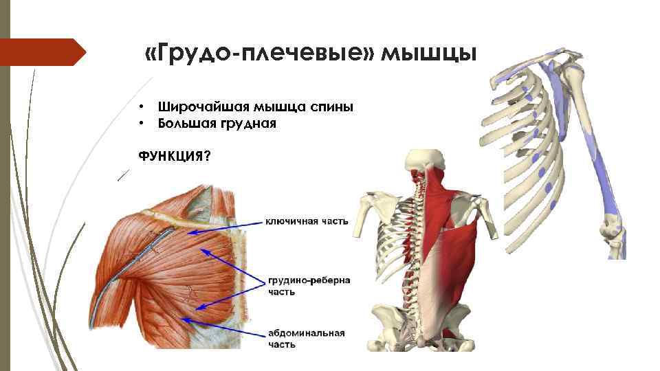  «Грудо-плечевые» мышцы • Широчайшая мышца спины • Большая грудная ФУНКЦИЯ? 