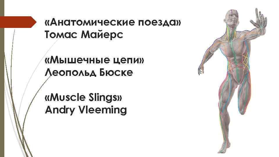  «Анатомические поезда» Томас Майерс «Мышечные цепи» Леопольд Бюске «Muscle Slings» Andry Vleeming 