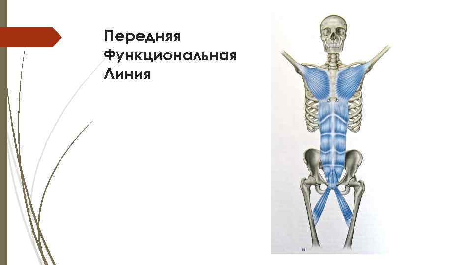 Передняя Функциональная Линия 