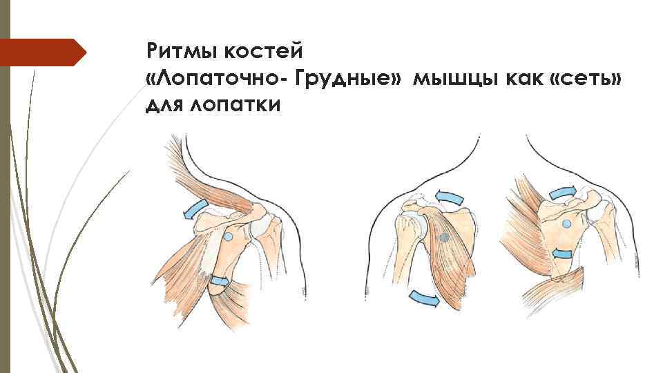 Ритмы костей «Лопаточно- Грудные» мышцы как «сеть» для лопатки 