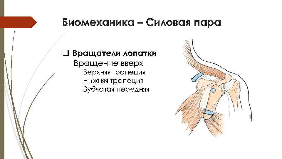 Плечевой пояс и грудная клетка. Вращение лопатки. Вращатель лопатки. Биомеханика лопатки движение. Биомеханика на лопатке.