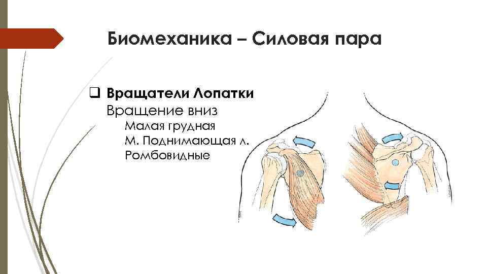 Повреждения плечевого пояса презентация