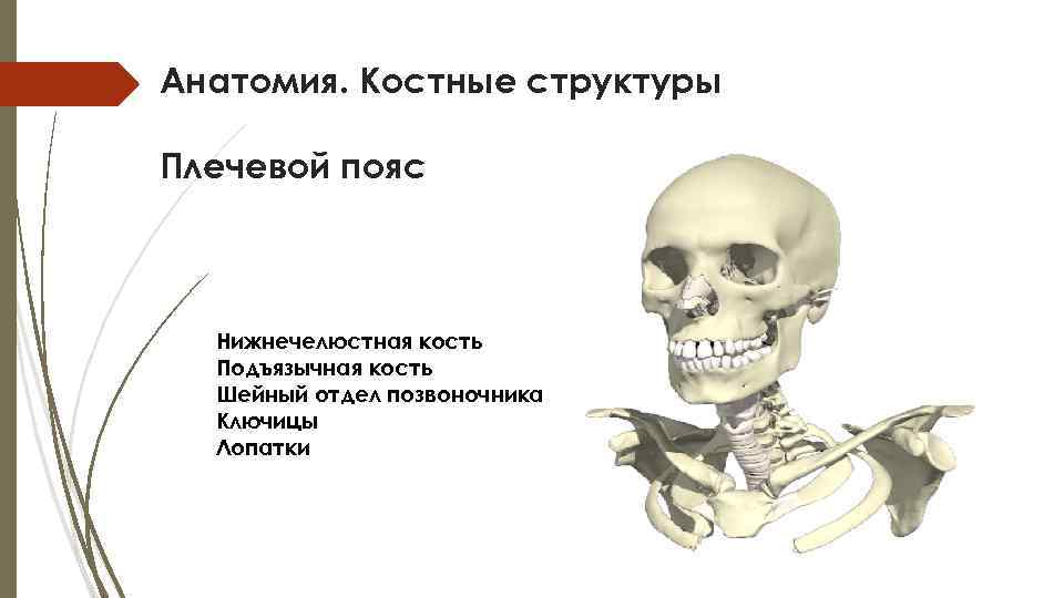 Подъязычная кость где