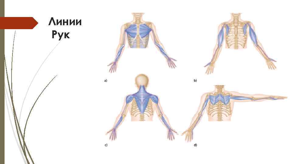 Линии Рук 