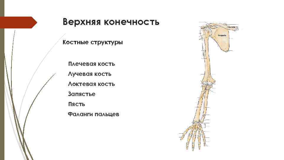 Верхняя конечность Костные структуры Плечевая кость Лучевая кость Локтевая кость Запястье Пясть Фаланги пальцев