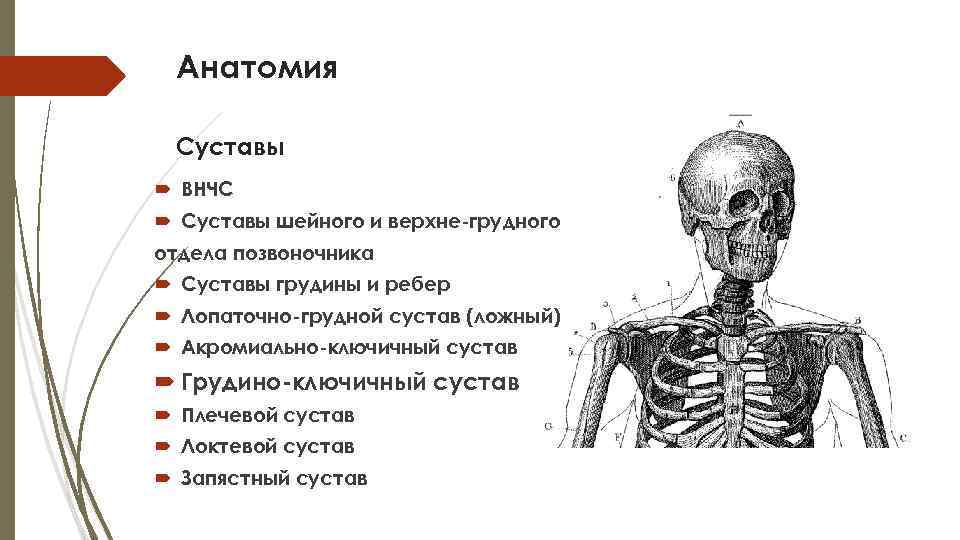 Анатомия Суставы ВНЧС Суставы шейного и верхне-грудного отдела позвоночника Суставы грудины и ребер Лопаточно-грудной