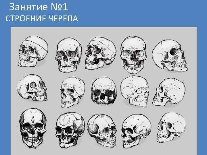 Занятие № 1 СТРОЕНИЕ ЧЕРЕПА 