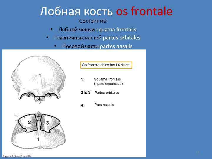 Лобная кость os frontale Состоит из: • Лобной чешуи squama frontalis • Глазничных частей