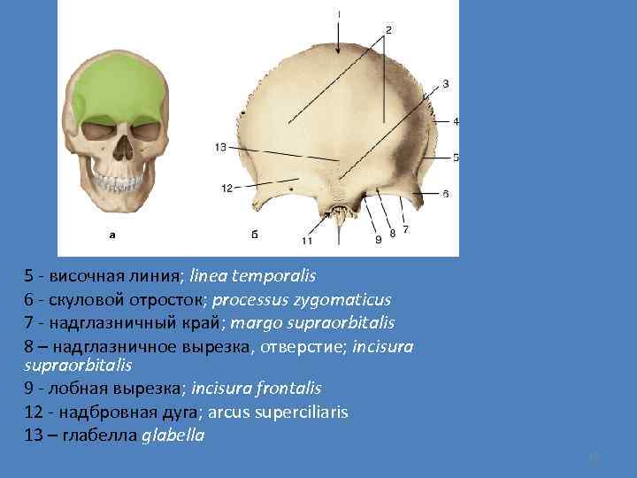 Лобная кость отростки. Надглазничное отверстие лобной кости. Скуловой отросток лобной кости. Глабелла лобной кости.