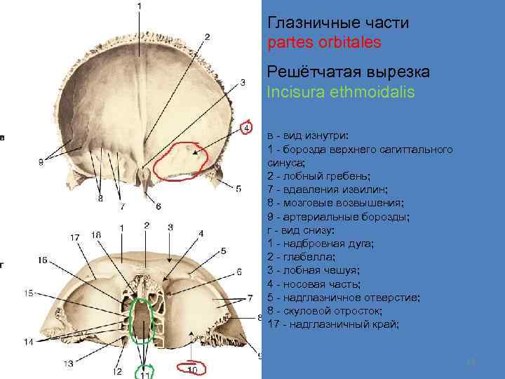 Глазничные части partes orbitales Решётчатая вырезка Incisura ethmoidalis в - вид изнутри: 1 -