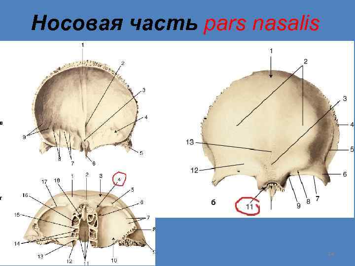 Носовая часть pars nasalis 14 