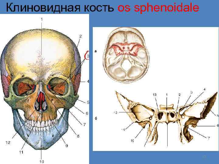  Клиновидная кость os sphenoidale 15 