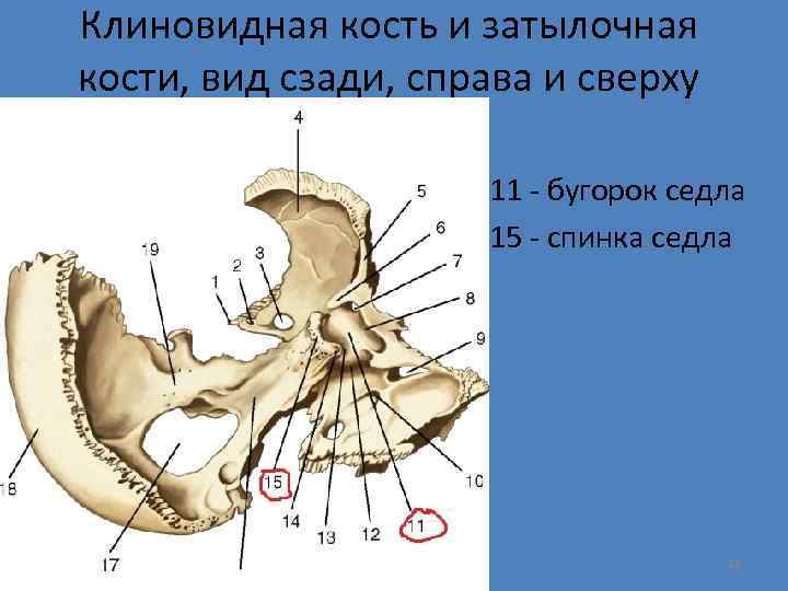 Клиновидная кость и затылочная кости, вид сзади, справа и сверху 11 - бугорок седла