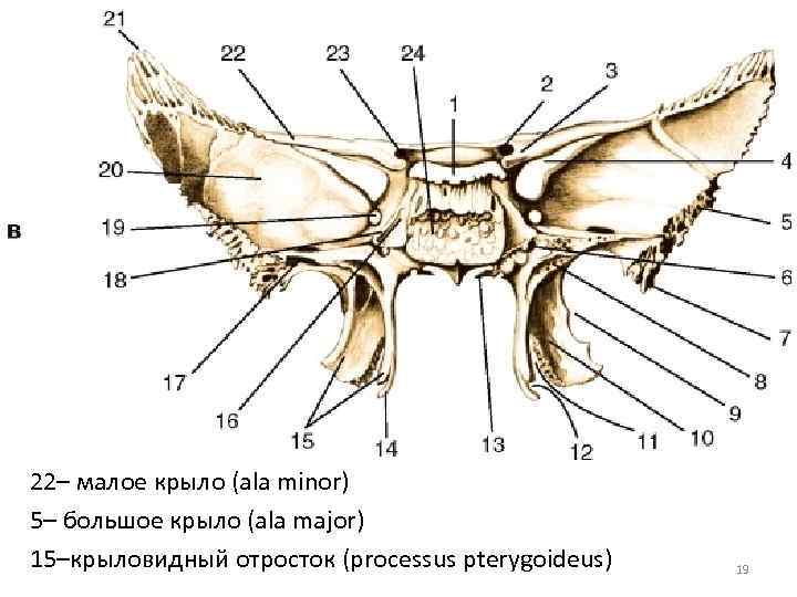 22– малое крыло (ala minor) 5– большое крыло (ala major) 15–крыловидный отросток (processus pterygoideus)