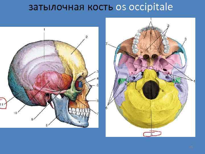 затылочная кость os occipitale 20 