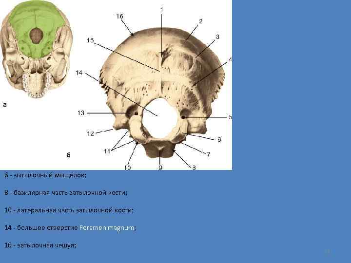 6 - зытылочный мыщелок; 8 - базилярная часть затылочной кости; 10 - латеральная часть