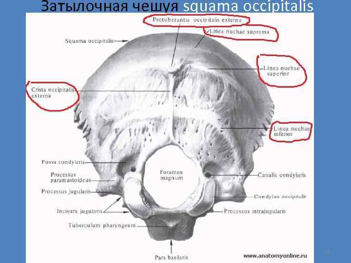 Затылочная чешуя squama occipitalis 22 