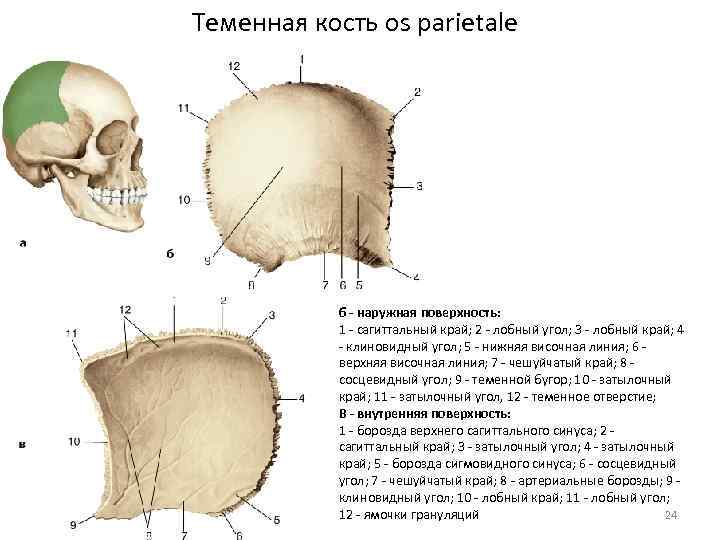 Теменная кость os parietale б - наружная поверхность: 1 - сагиттальный край; 2 -