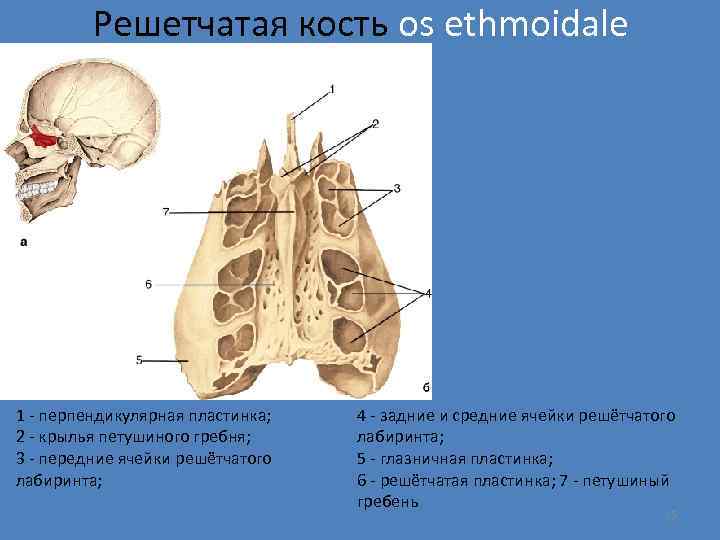 Решетчатая кость os ethmoidale 1 - перпендикулярная пластинка; 2 - крылья петушиного гребня; 3